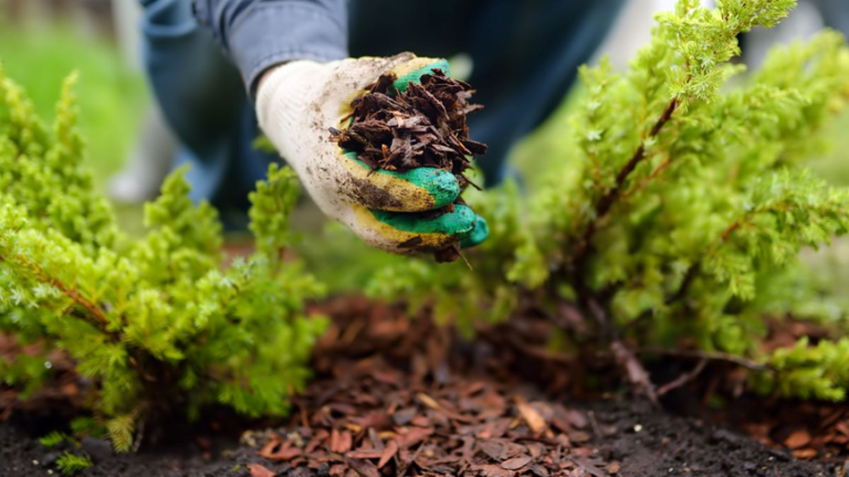 The Role of Mulching in Garden Maintenance: A Comprehensive Guide